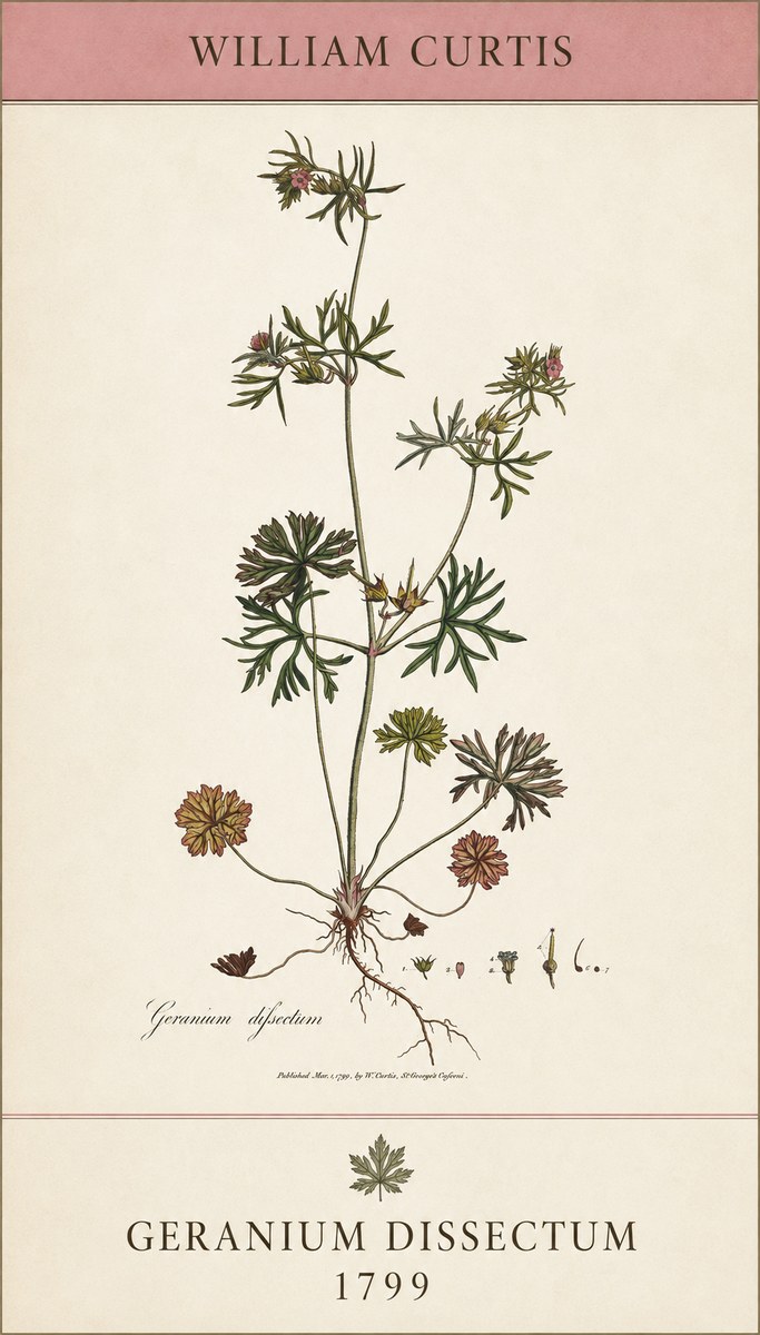 William Curtis Geranium Dissectum I No5 - Plakát