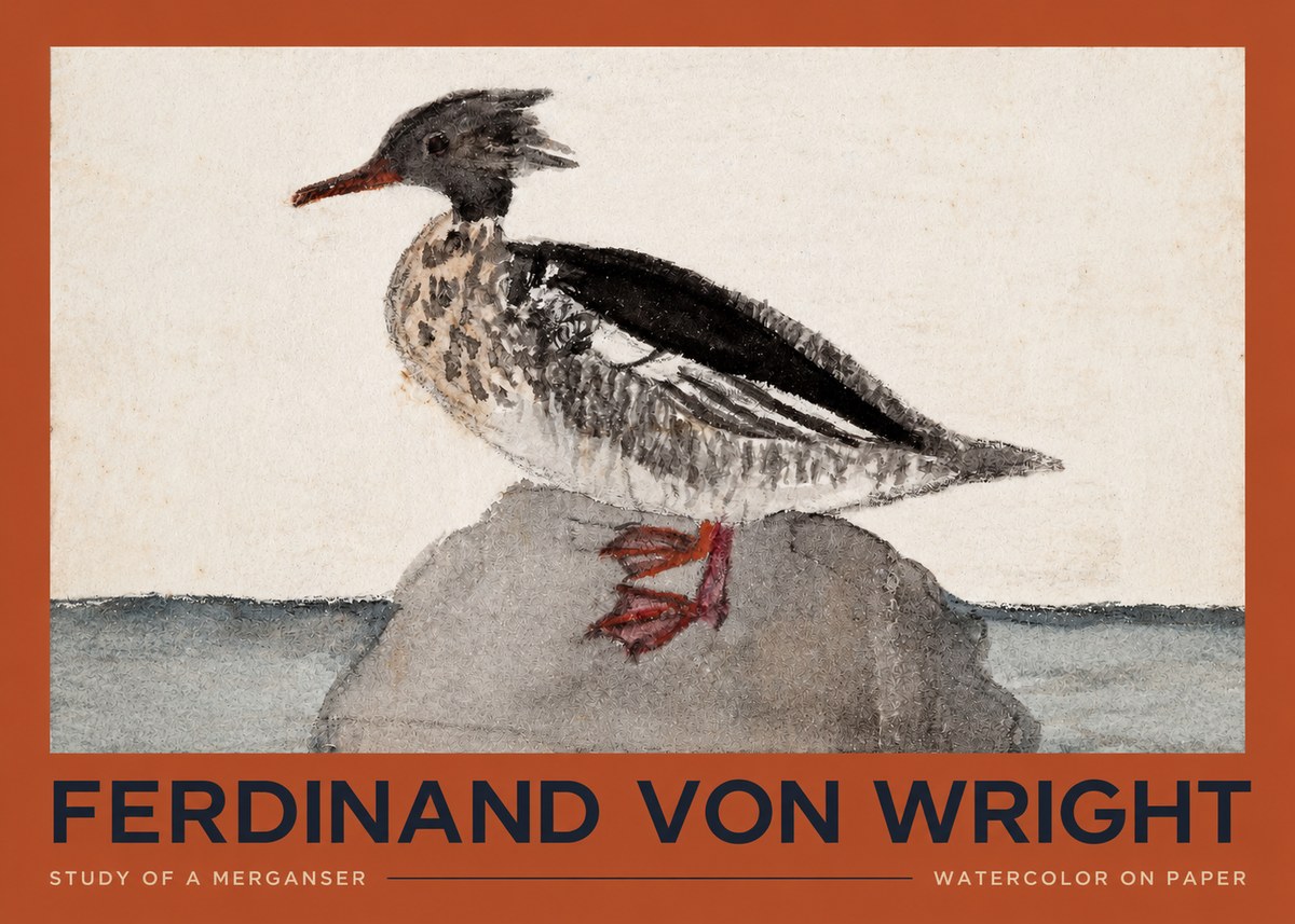 Ferdinand von Wright Study of a Merganser No2 - Plakát