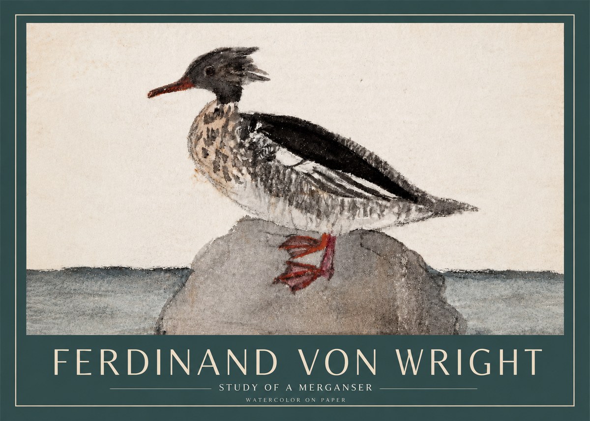 Ferdinand von Wright Study of a Merganser No3 - Plakát