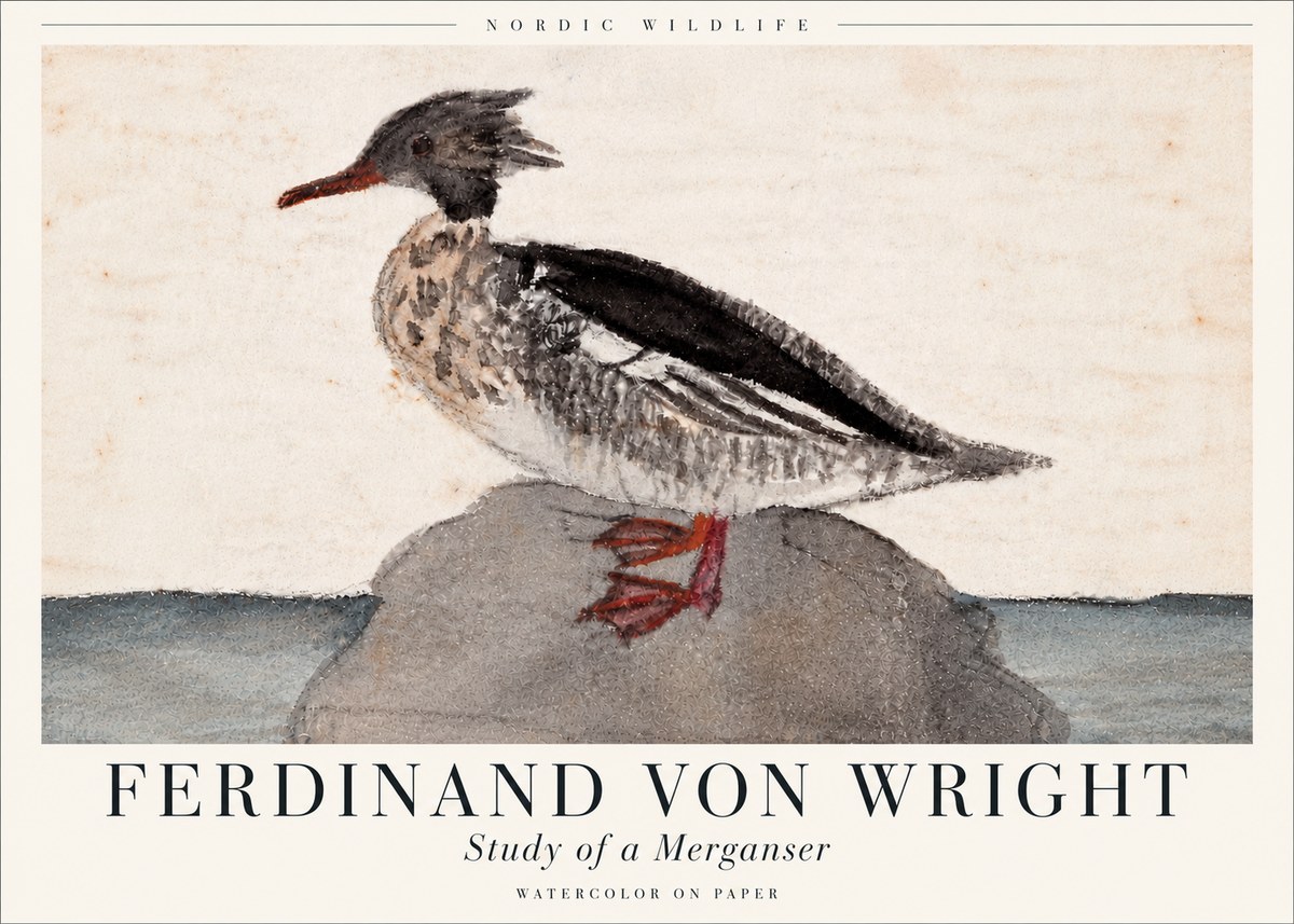 Ferdinand von Wright Study of a Merganser No6 - Plakát