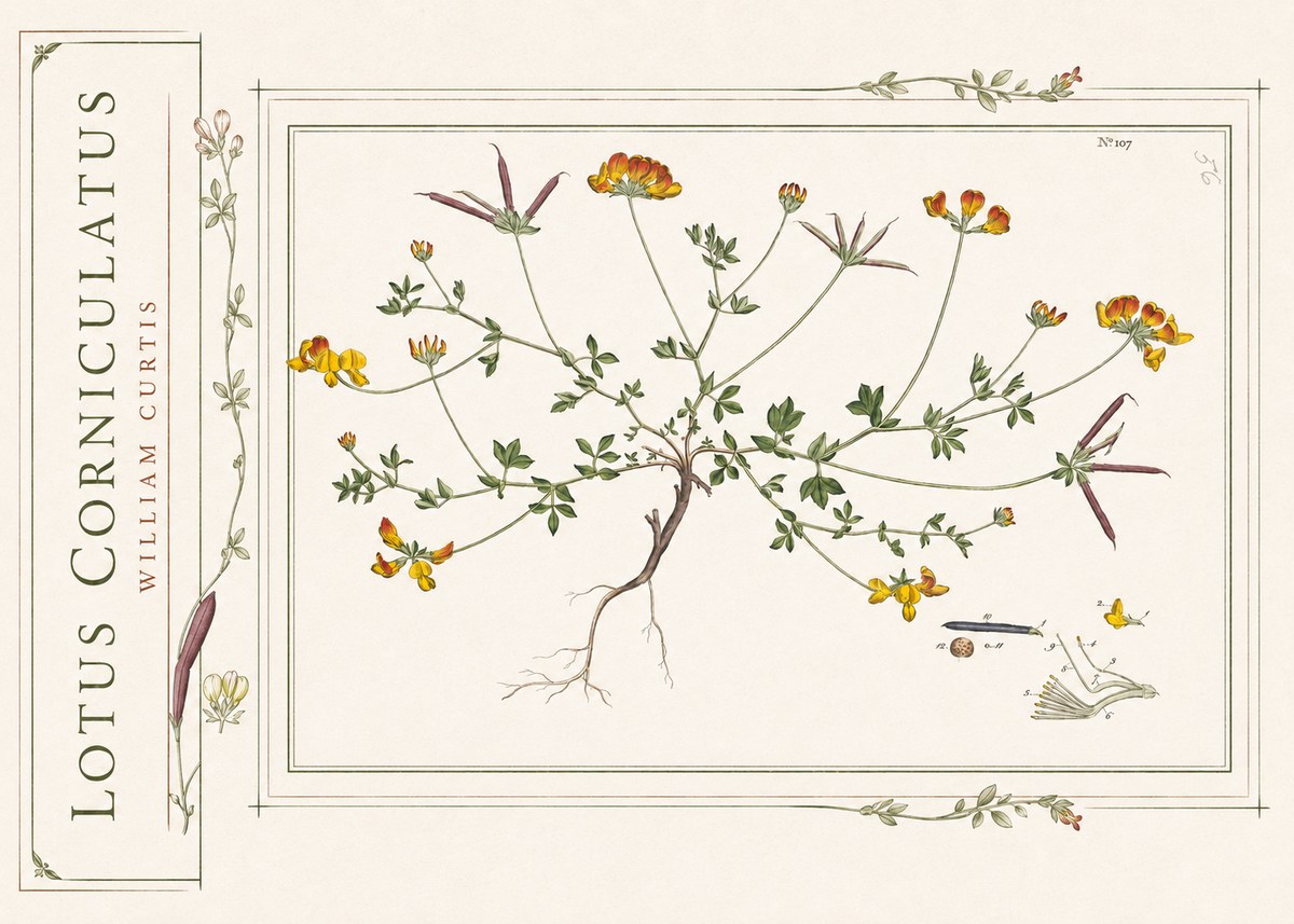 William Curtis Lotus Corniculatus I No2 - Plakát