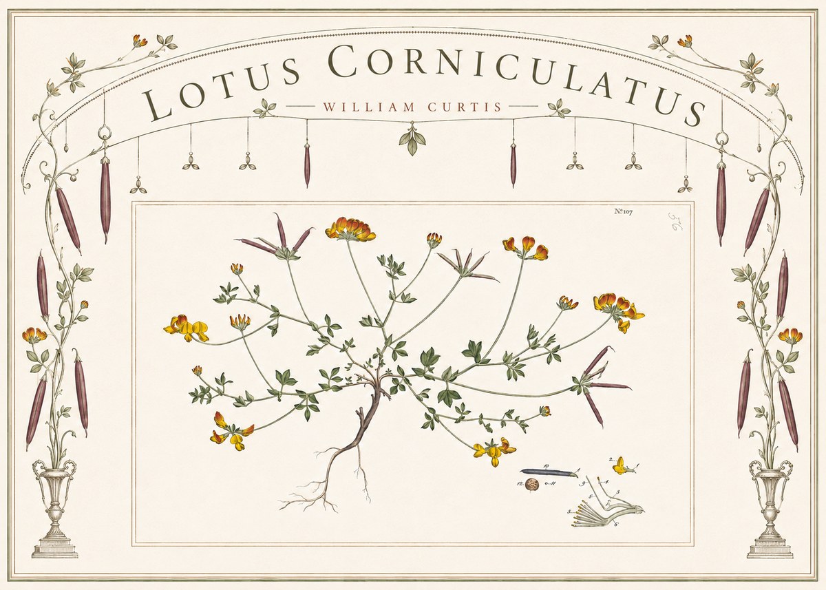 William Curtis Lotus Corniculatus I No6 - Plakát