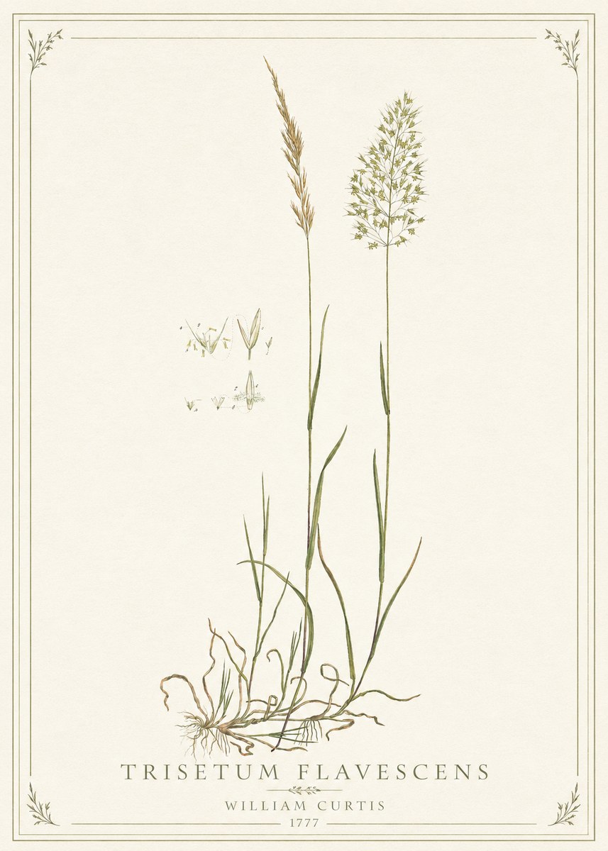 William Curtis Trisetum Flavescens II No1 - Plakát
