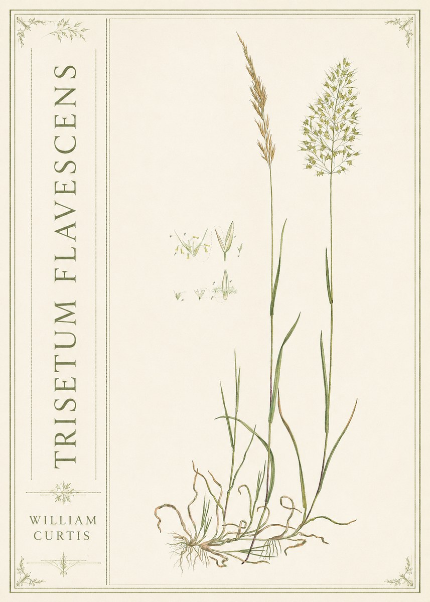 William Curtis Trisetum Flavescens II No2 - Plakát