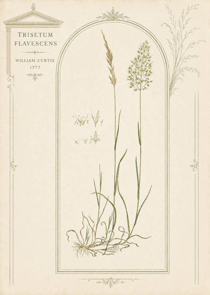 William Curtis Trisetum Flavescens II No3 - Plakát