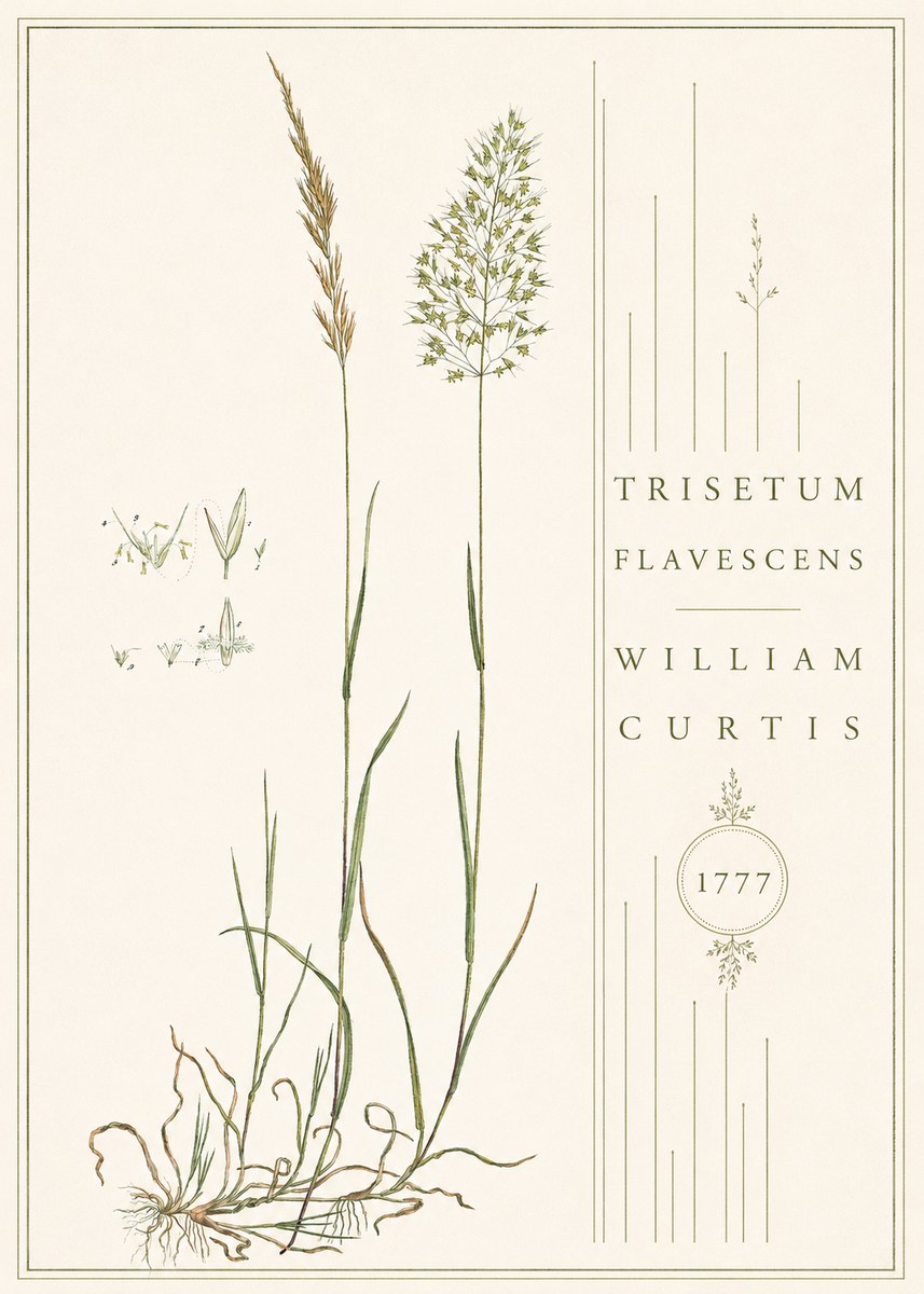 William Curtis Trisetum Flavescens II No4 - Plakát