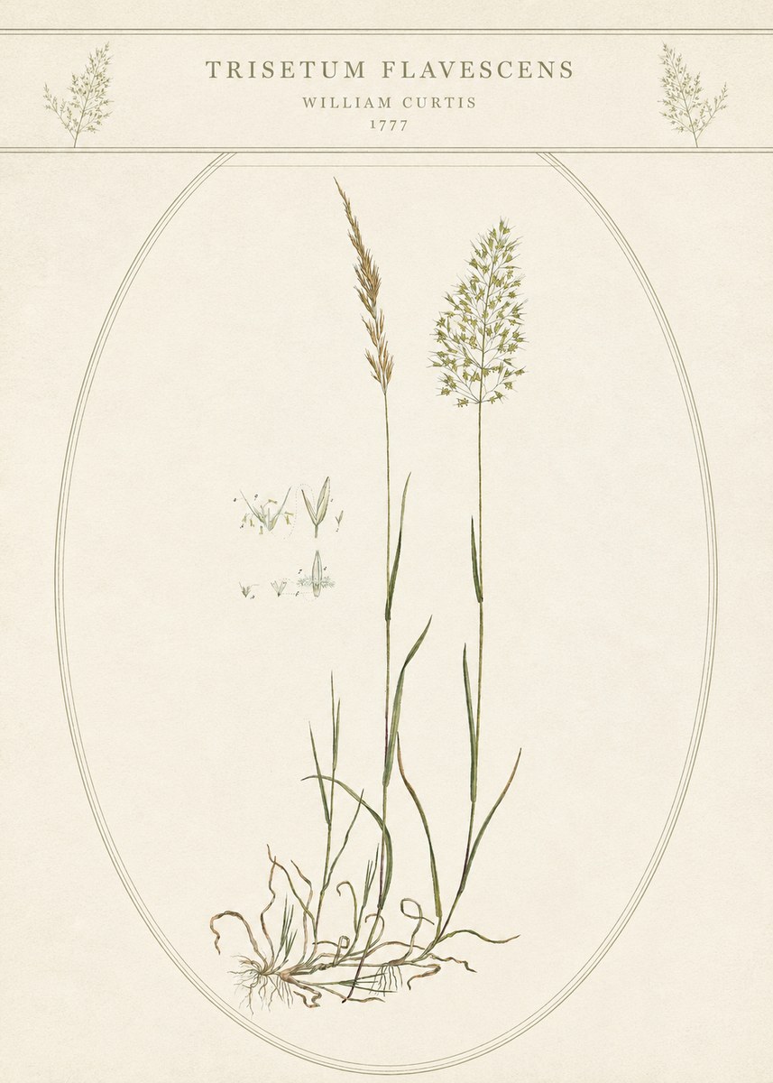 William Curtis Trisetum Flavescens II No5 - Plakát