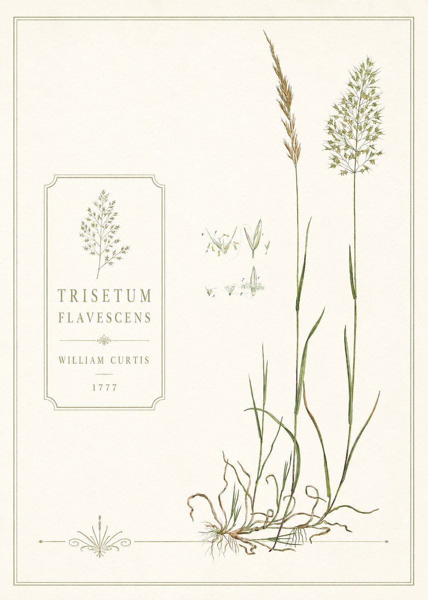 William Curtis Trisetum Flavescens II No6 - Plakát