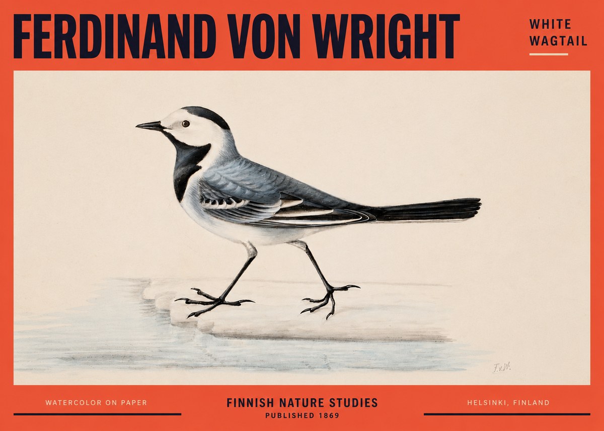 Ferdinand von Wright White Wagtail No2 - Plakát