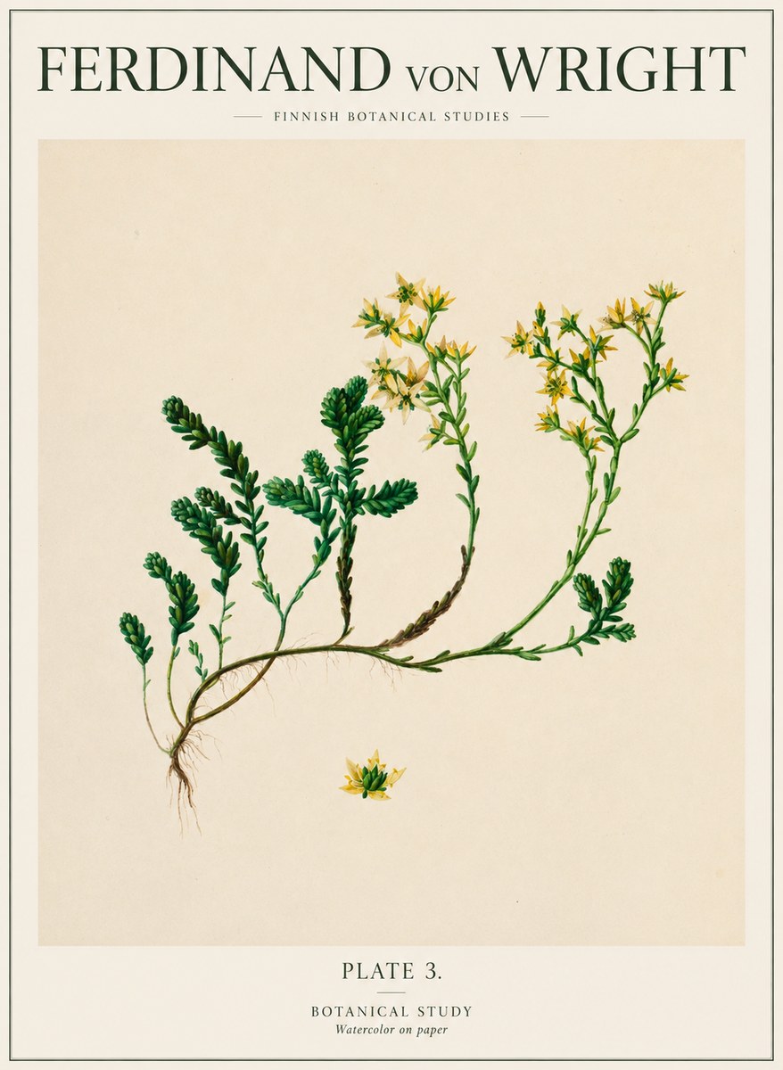 Ferdinand von Wright Botanical Study No1 - Plakát
