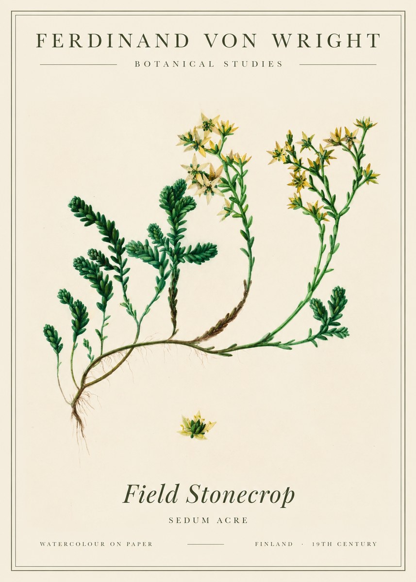 Ferdinand von Wright Botanical Study No3 - Plakát