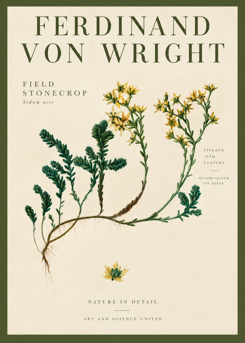 Ferdinand von Wright Botanical Study No4 - Plakát