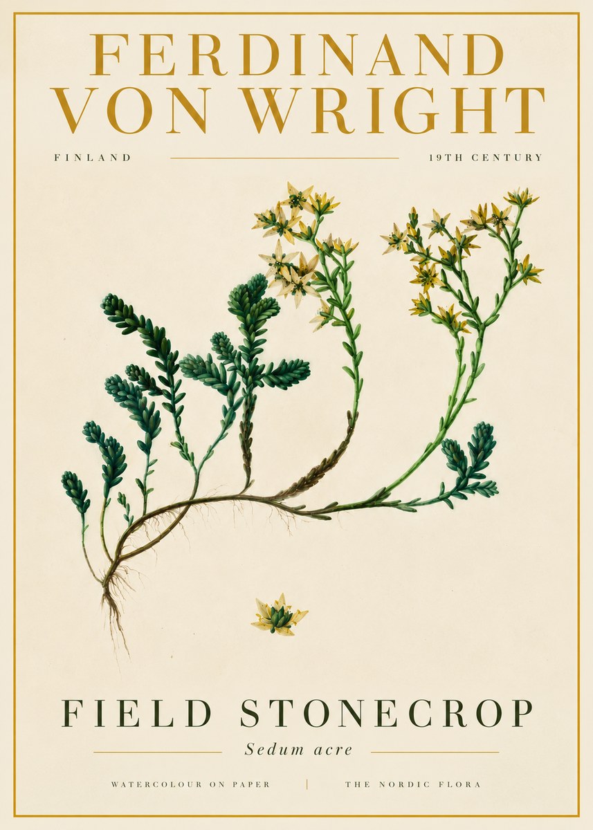 Ferdinand von Wright Botanical Study No6 - Plakát