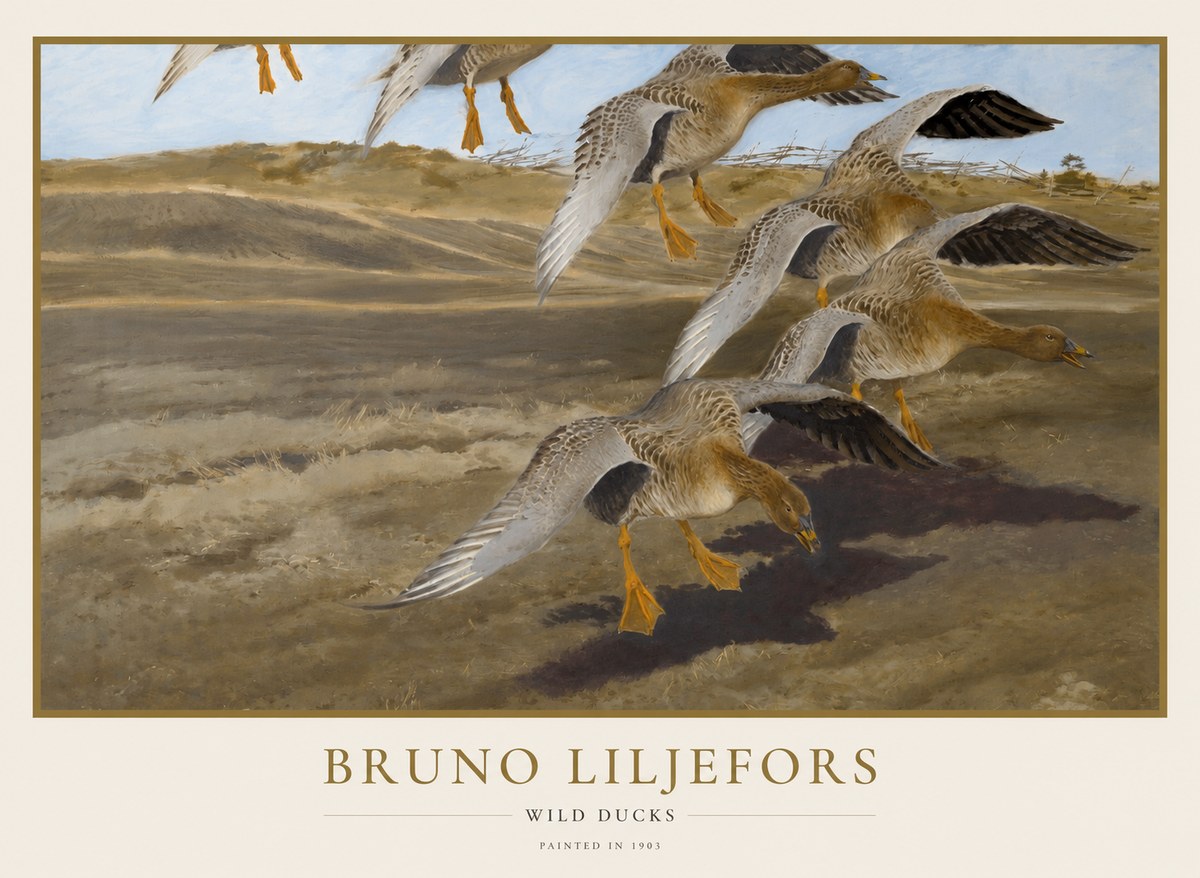 Bruno Liljefors Wild Ducks I No1 - Plakát