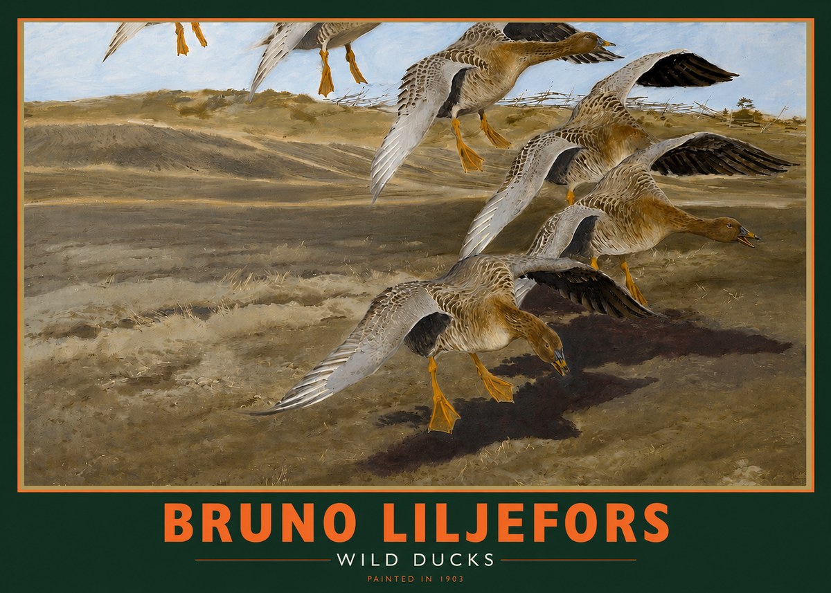 Bruno Liljefors Wild Ducks I No2 - Plakát