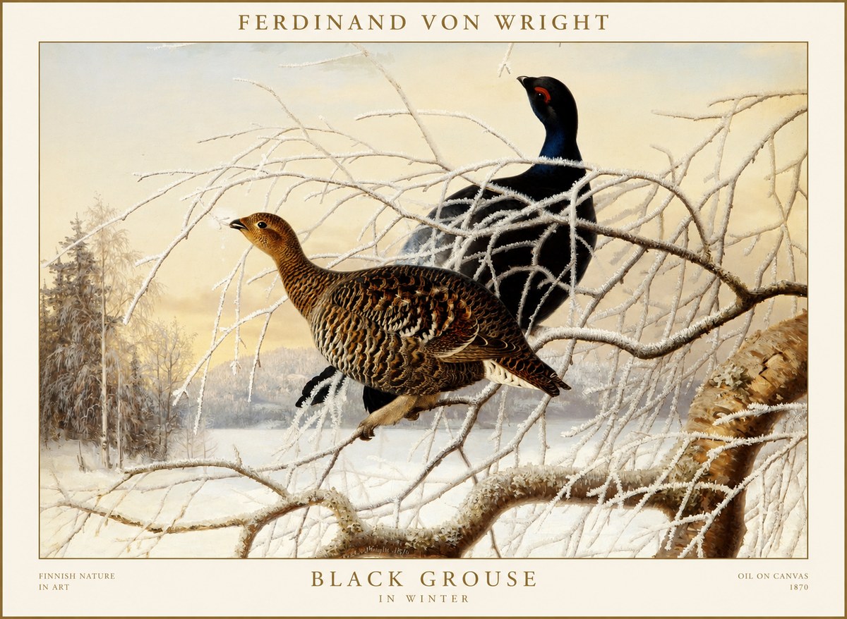 Ferdinand von Wright Black Grouse in Winter No1 - Plakát