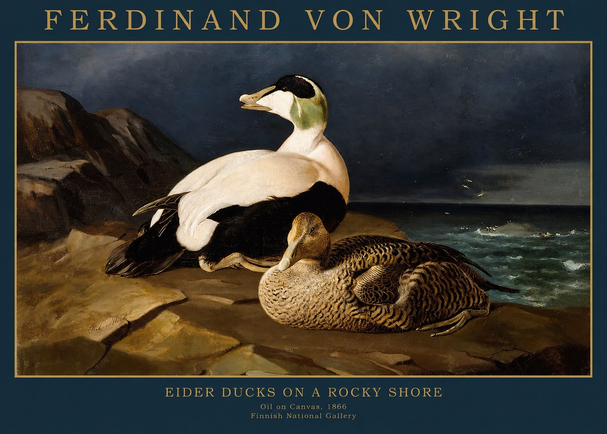 Ferdinand von Wright Eiders on a Rocky Shore No2 - Plakát