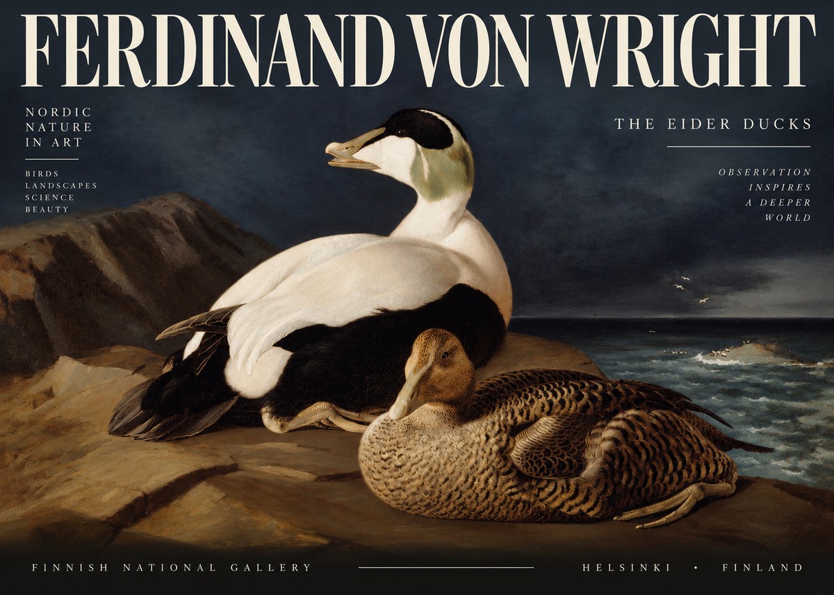 Ferdinand von Wright Eiders on a Rocky Shore No4 - Plakát