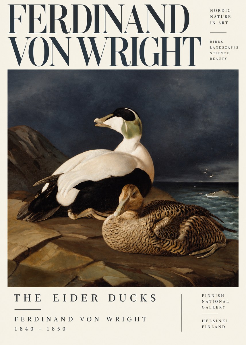 Ferdinand von Wright Eiders on a Rocky Shore No5 - Plakát
