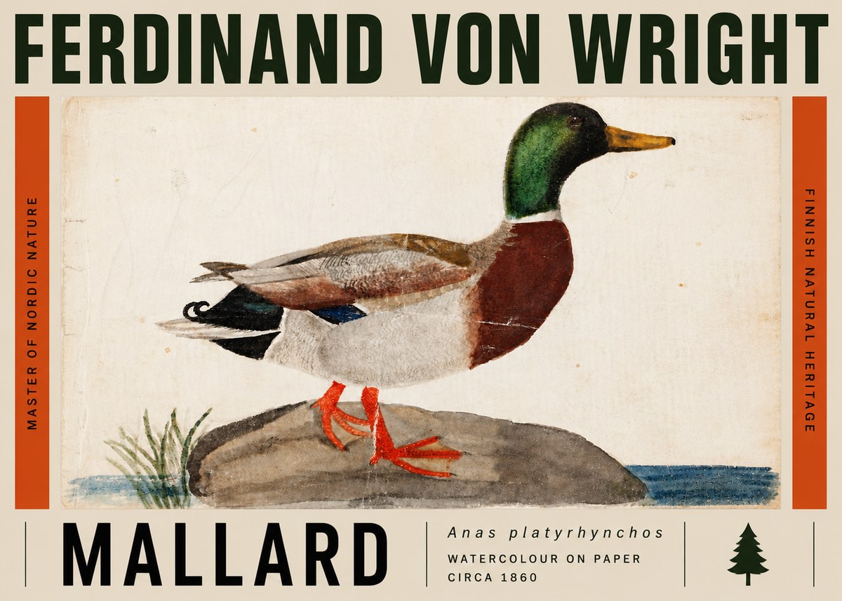 Ferdinand von Wright Mallard (Anas Platyrhynchos) No5 - Plakát