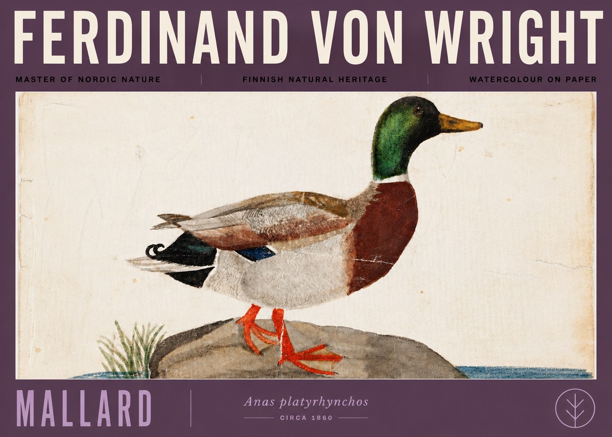 Ferdinand von Wright Mallard (Anas Platyrhynchos) No6 - Plakát