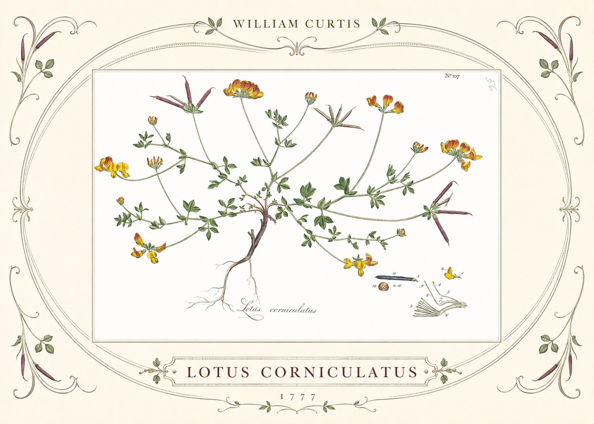 William Curtis Lotus Corniculatus II No3 - Plakát