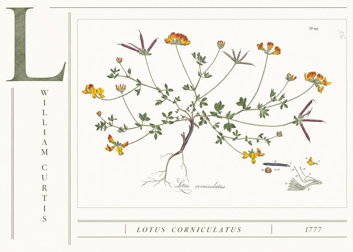 William Curtis Lotus Corniculatus II No4 - Plakát