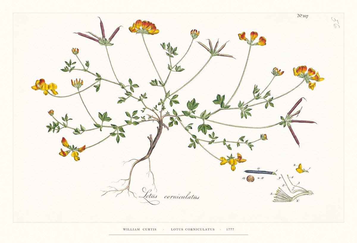 William Curtis Lotus Corniculatus II No6 - Plakát