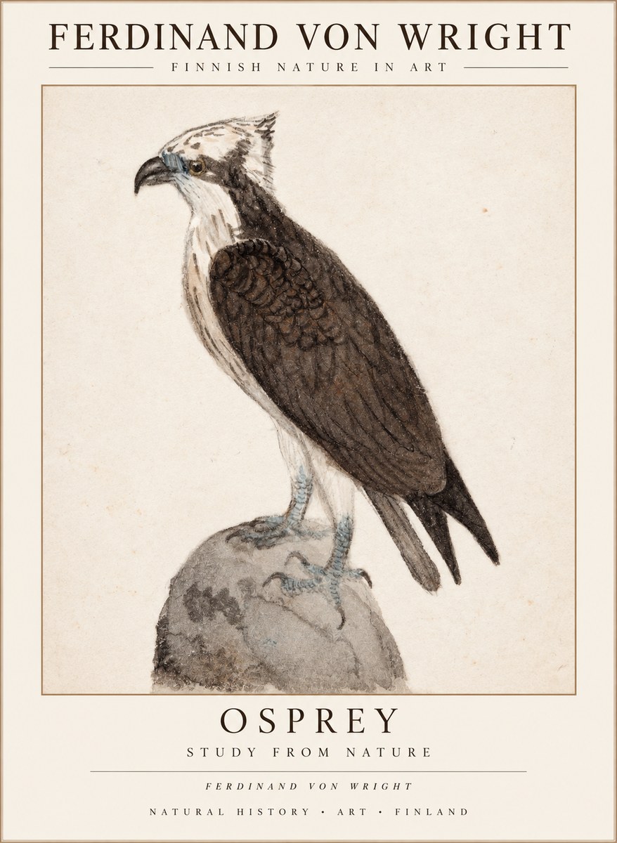 Ferdinand von Wright Osprey No3 - Plakát