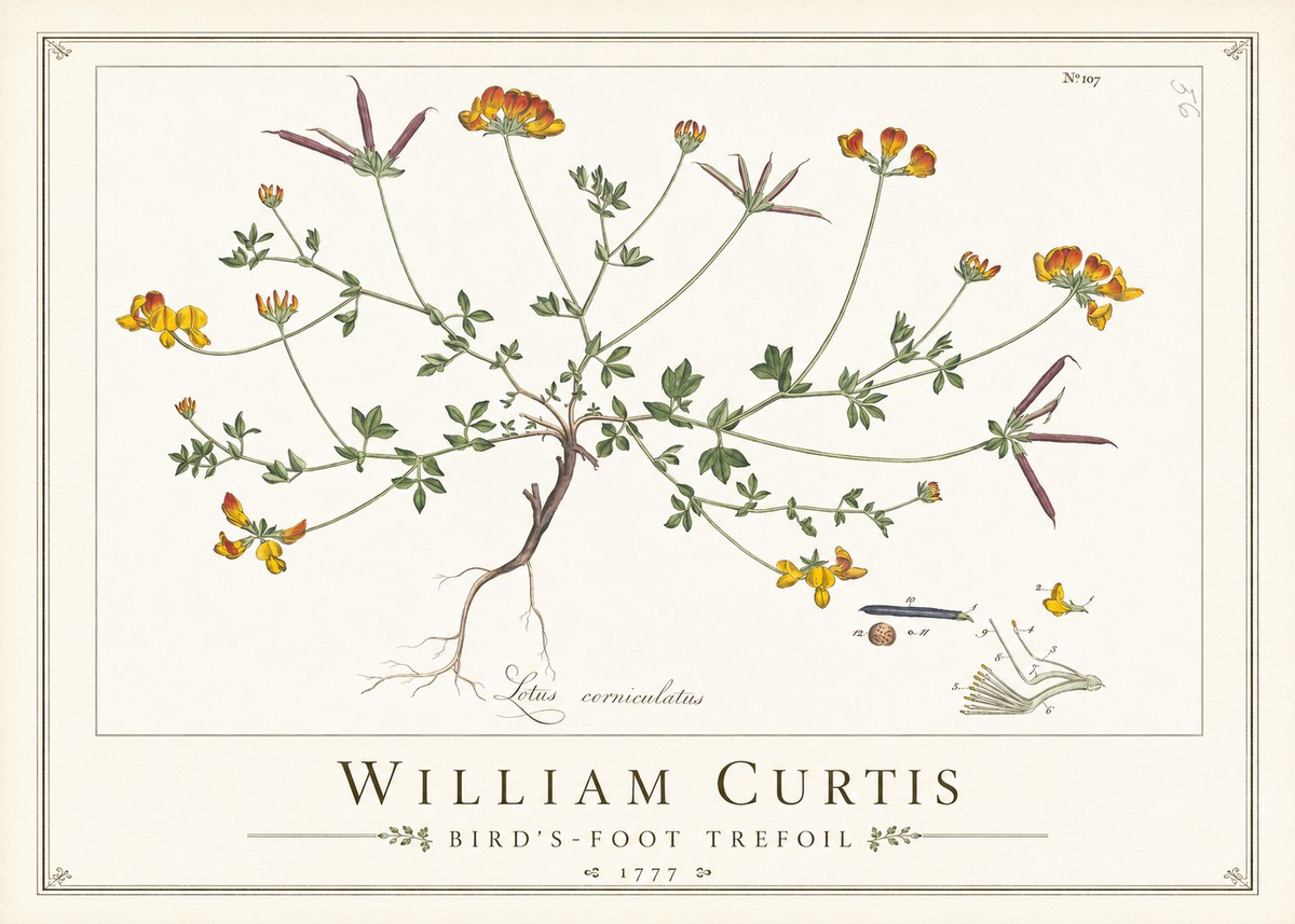 William Curtis Bird's-foot Trefoil No1 - Plakát