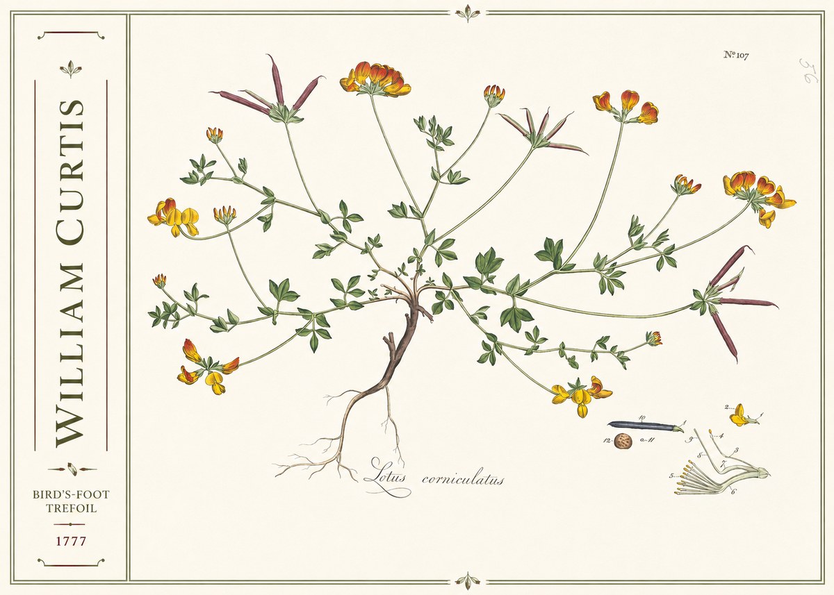 William Curtis Bird's-foot Trefoil No2 - Plakát