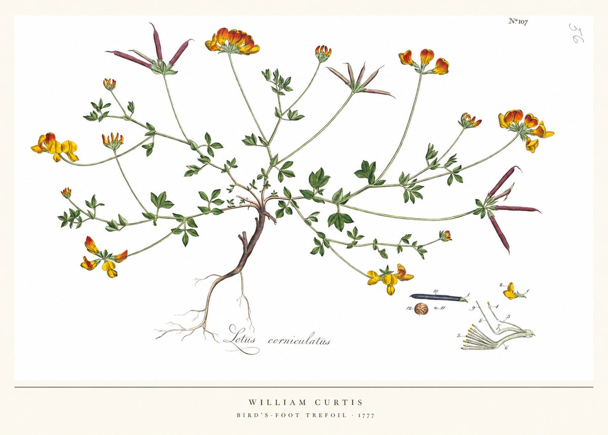 William Curtis Bird's-foot Trefoil No5 - Plakát