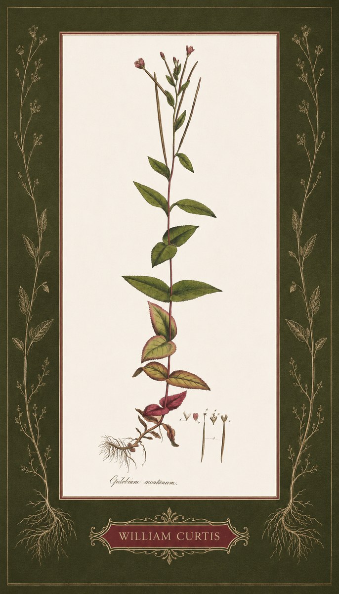 William Curtis Epilobium Montanum. No5 - Plakát