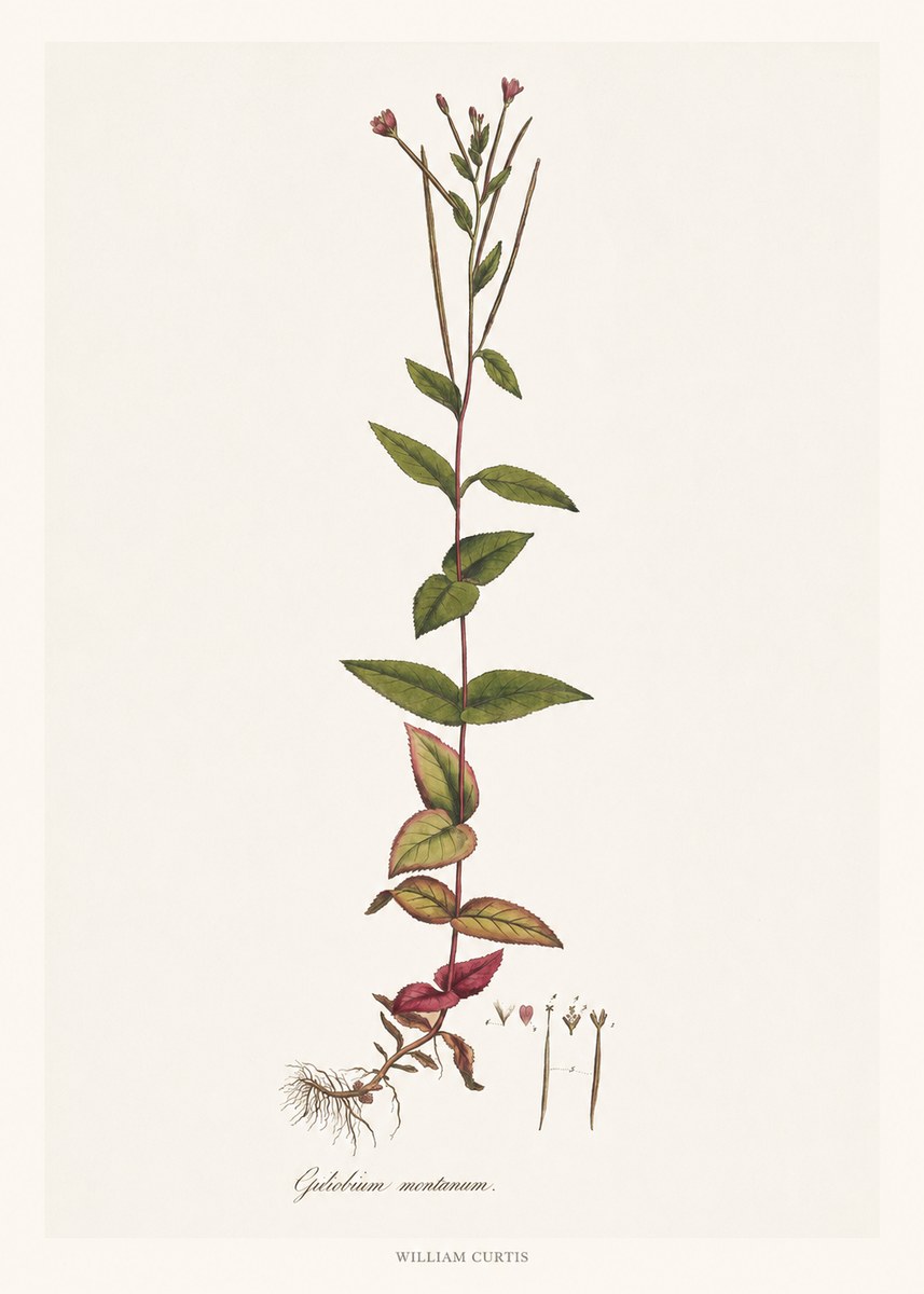 William Curtis Epilobium Montanum. No6 - Plakát