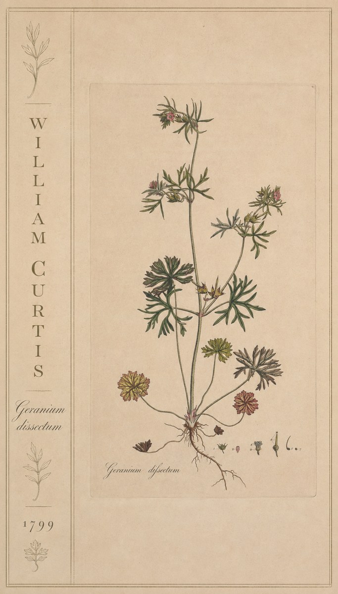 William Curtis Geranium Dissectum II No2 - Plakát