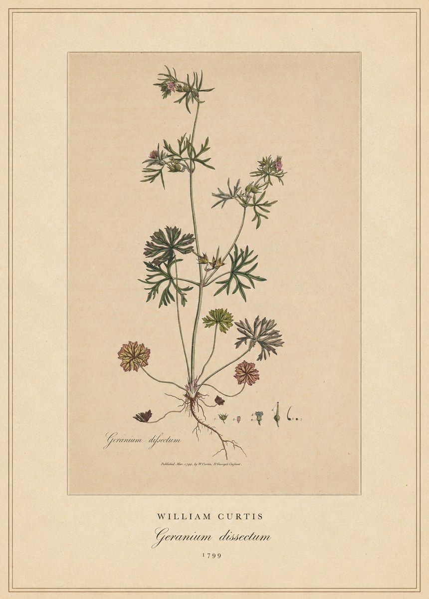 William Curtis Geranium Dissectum II No4 - Plakát