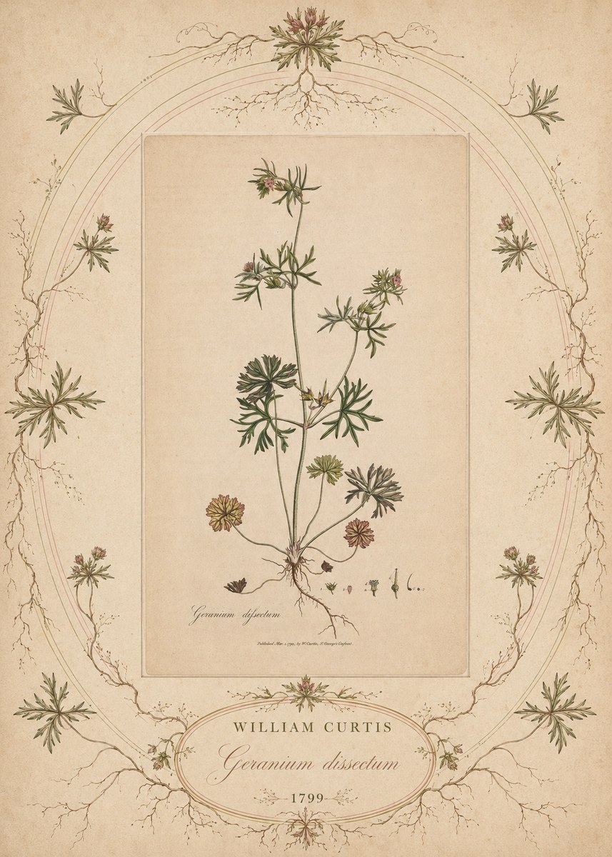 William Curtis Geranium Dissectum II No5 - Plakát