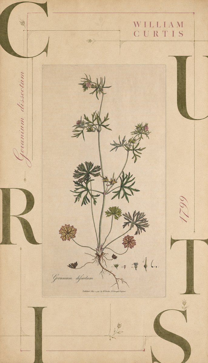 William Curtis Geranium Dissectum II No6 - Plakát