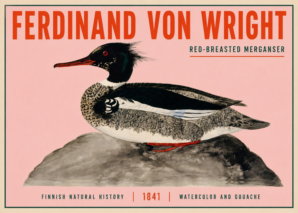 Ferdinand von Wright Red-breasted Merganser No3 - Plakát