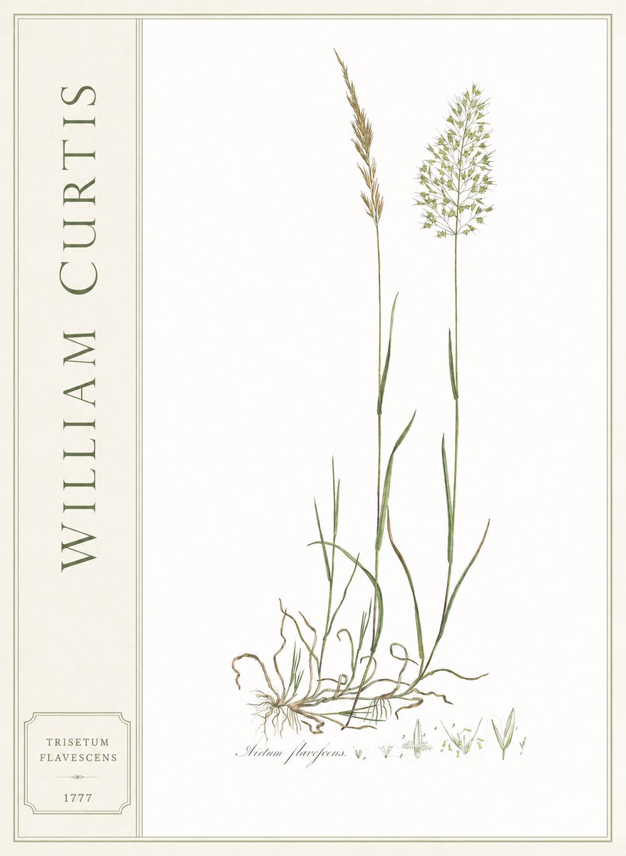 William Curtis Trisetum Flavescens III No2 - Plakát