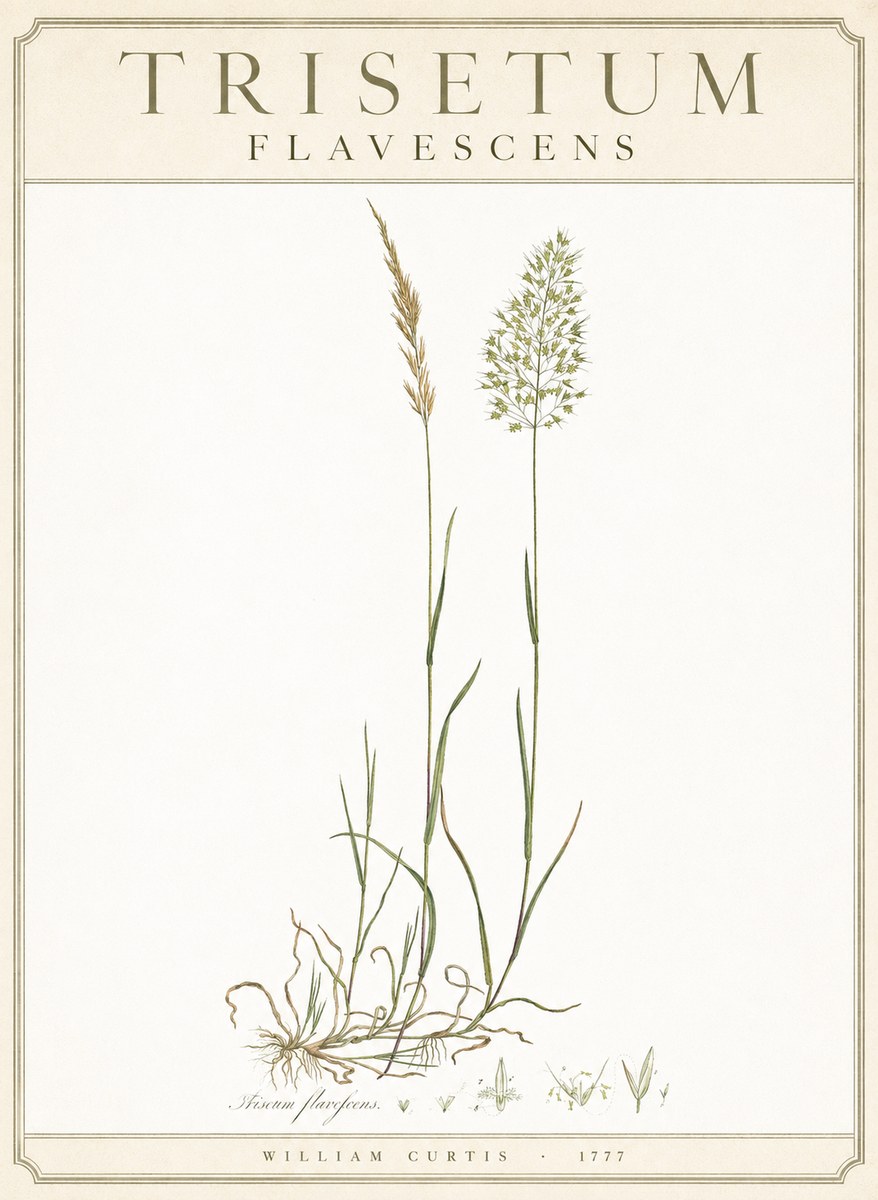 William Curtis Trisetum Flavescens III No3 - Plakát