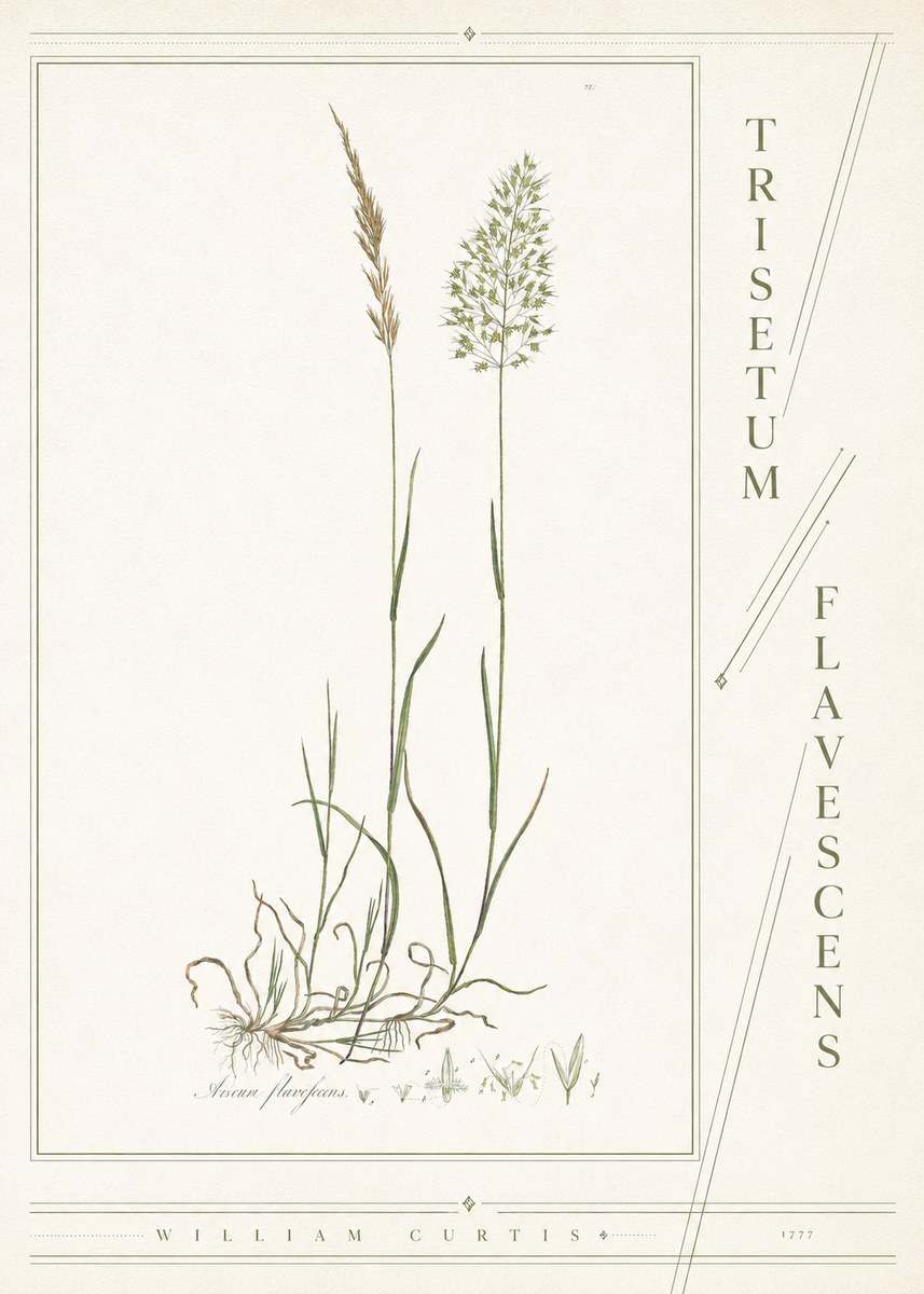 William Curtis Trisetum Flavescens III No4 - Plakát