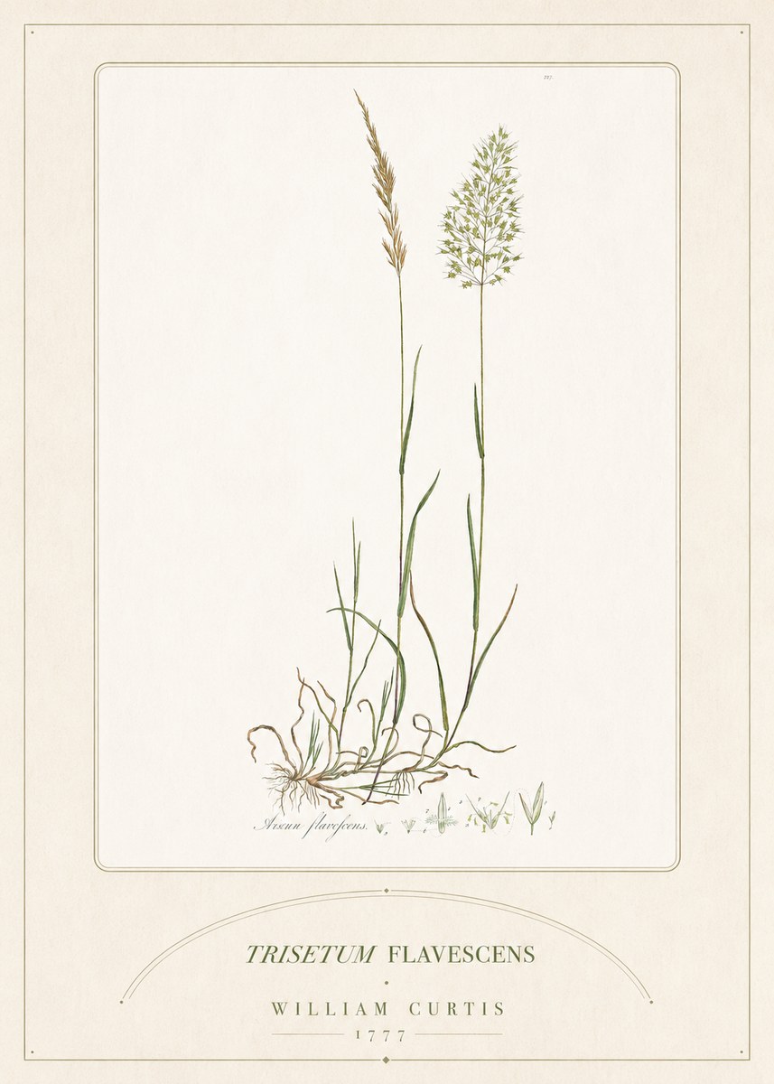 William Curtis Trisetum Flavescens III No5 - Plakát