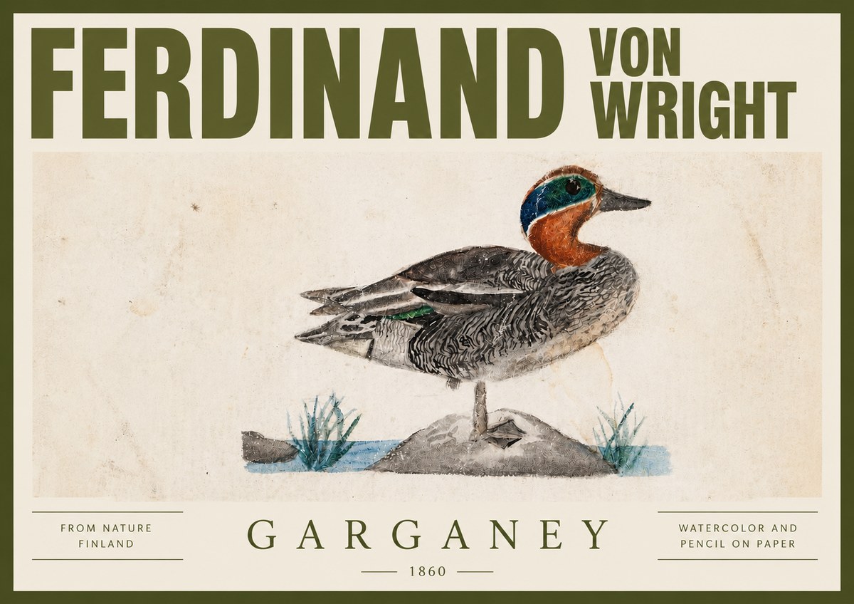 Ferdinand von Wright Garganey No4 - Plakát