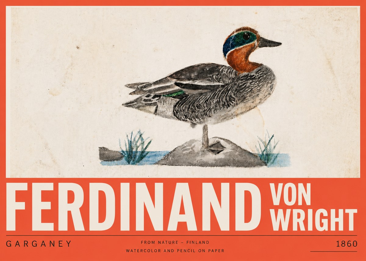 Ferdinand von Wright Garganey No5 - Plakát