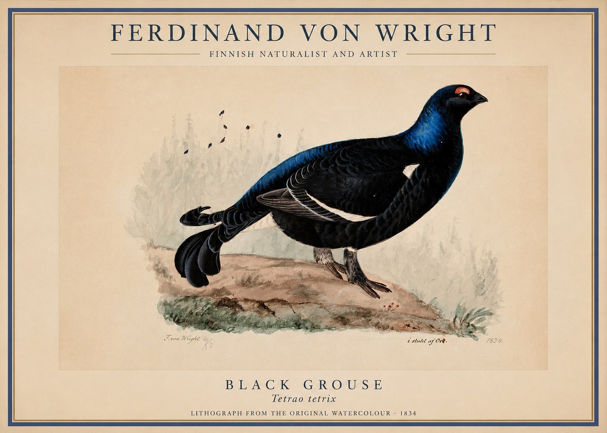 Ferdinand von Wright Black Grouse No1 - Plakát
