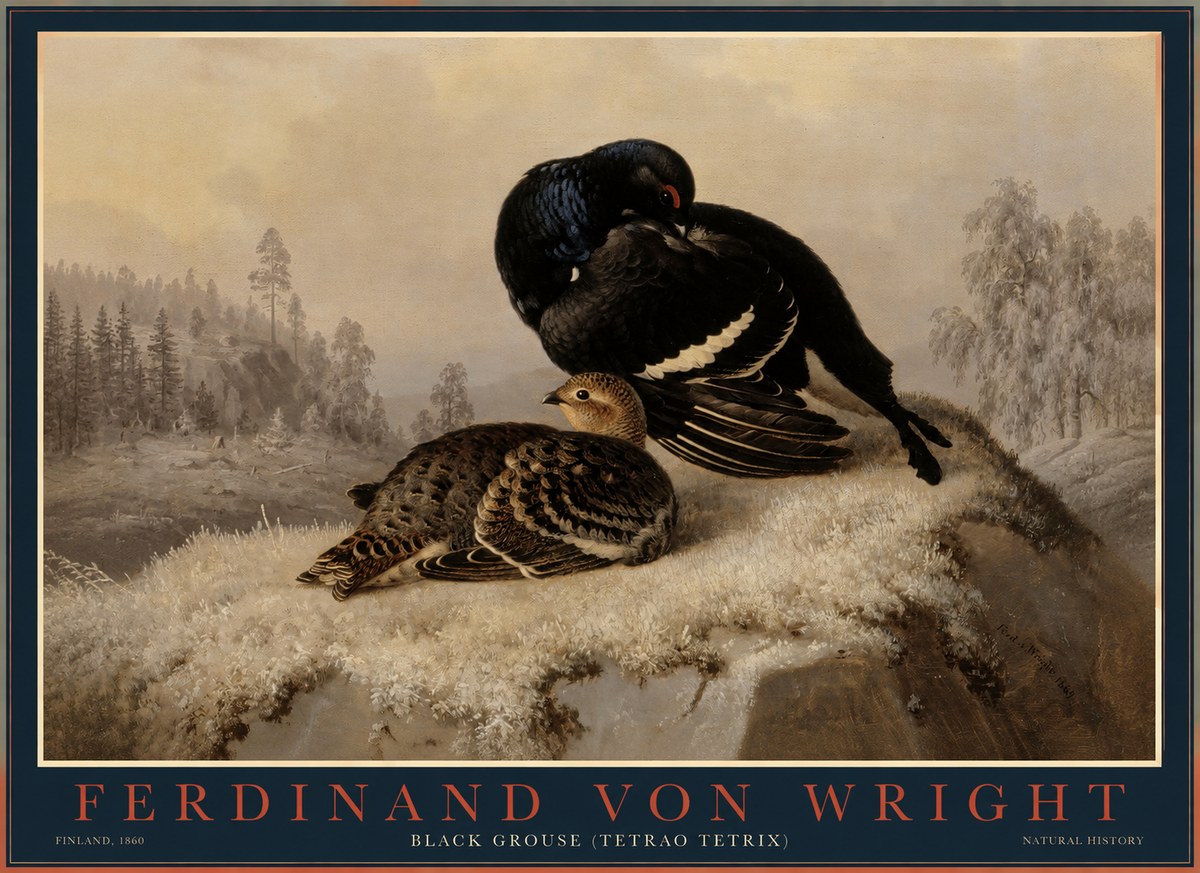 Ferdinand von Wright Black Grouse (Tetrao Tetrix) No1 - Plakát