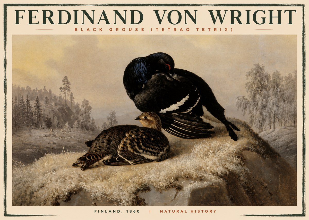 Ferdinand von Wright Black Grouse (Tetrao Tetrix) No2 - Plakát