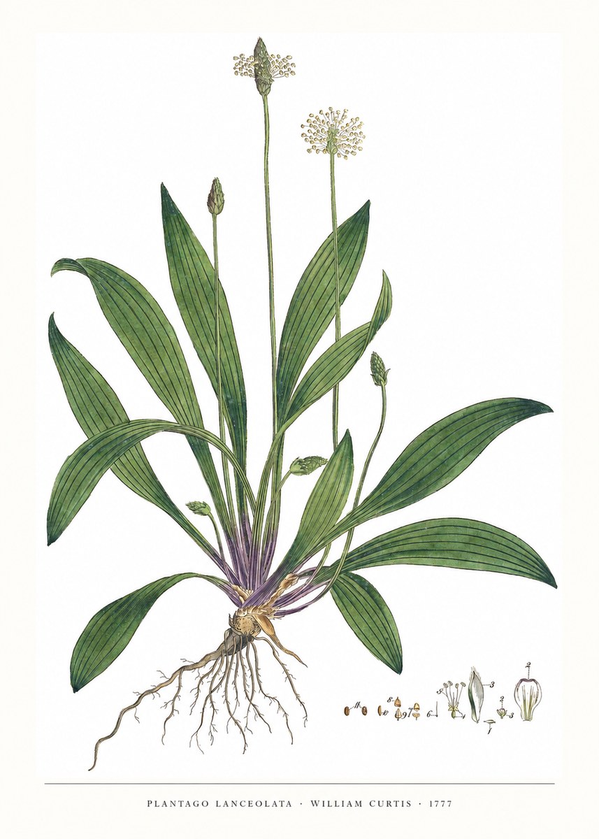 William Curtis Plantago Lanceolata IV No6 - Plakát