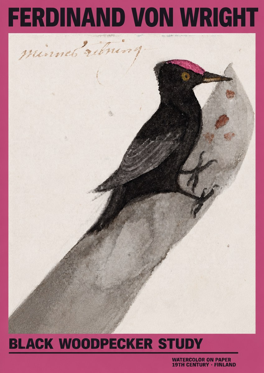 Ferdinand von Wright Black Woodpecker Study No2 - Plakát